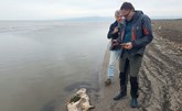 العثور على حوالى 700 من حيوانات الفقمة النافقة على الساحل الروسى المطل على بحر قزوين